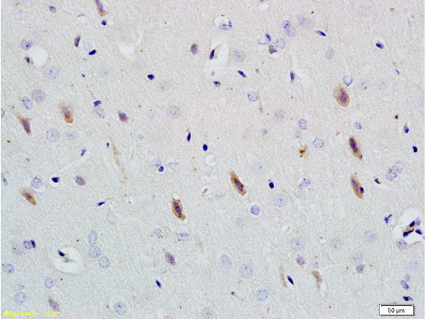 Neuroligin 1 Antibody in Immunohistochemistry (Paraffin) (IHC (P))