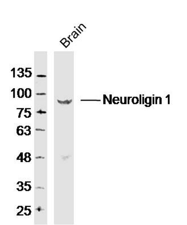 Neuroligin 1 Antibody in Western Blot (WB)