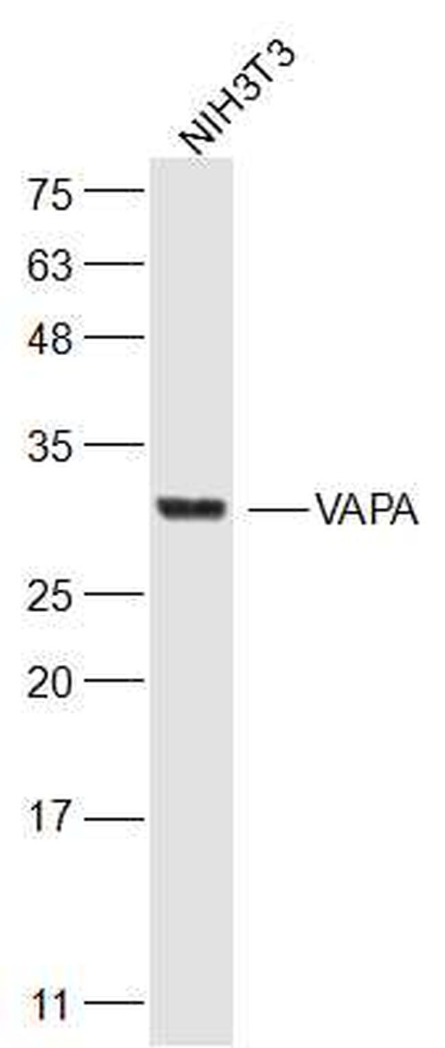 VAPA Antibody in Western Blot (WB)