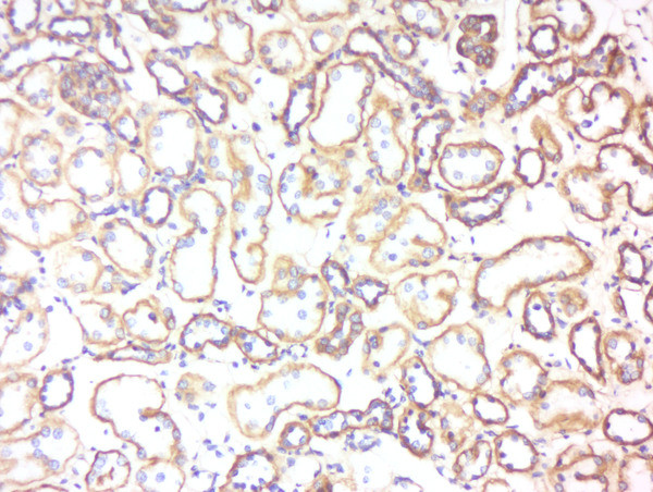 5HT3B receptor Antibody in Immunohistochemistry (Paraffin) (IHC (P))