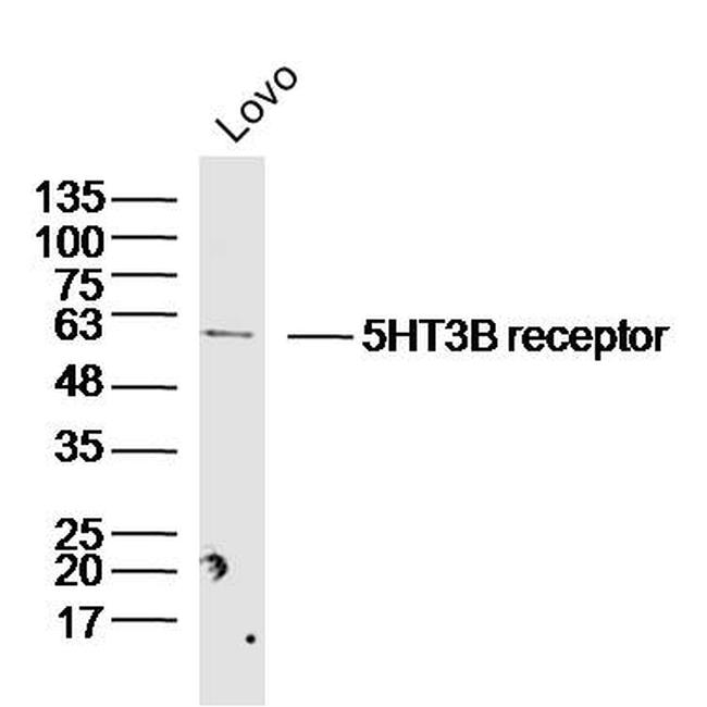 5HT3B receptor Antibody in Western Blot (WB)