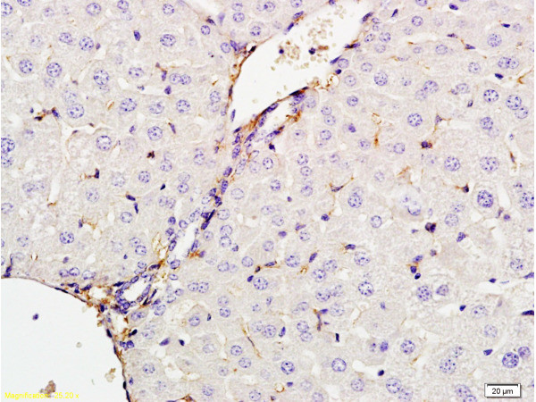 CXCL13/BCA1 Antibody in Immunohistochemistry (Paraffin) (IHC (P))