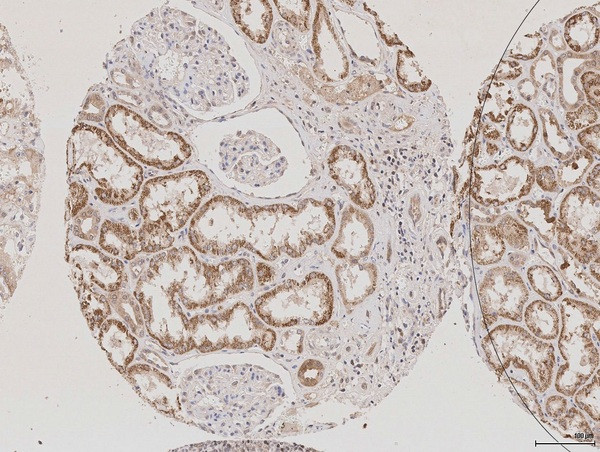 AQP2 Antibody in Immunohistochemistry (Paraffin) (IHC (P))