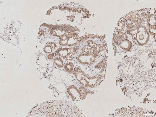 AQP2 Antibody in Immunohistochemistry (Paraffin) (IHC (P))