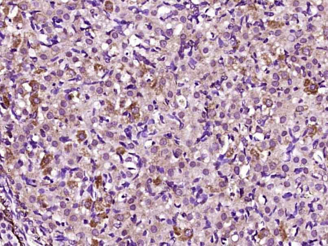 GDF9 Antibody in Immunohistochemistry (Paraffin) (IHC (P))