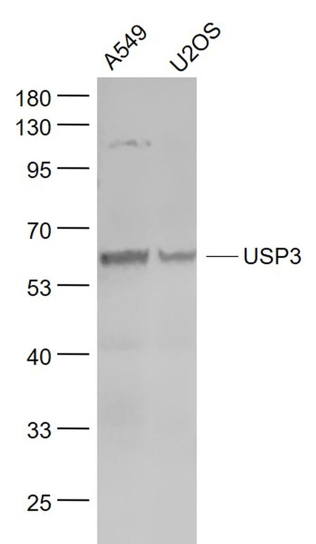 USP3 Antibody in Western Blot (WB)