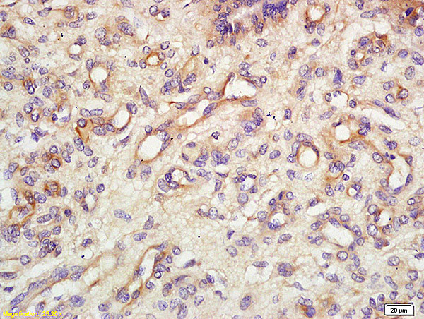 Endomucin Antibody in Immunohistochemistry (Paraffin) (IHC (P))