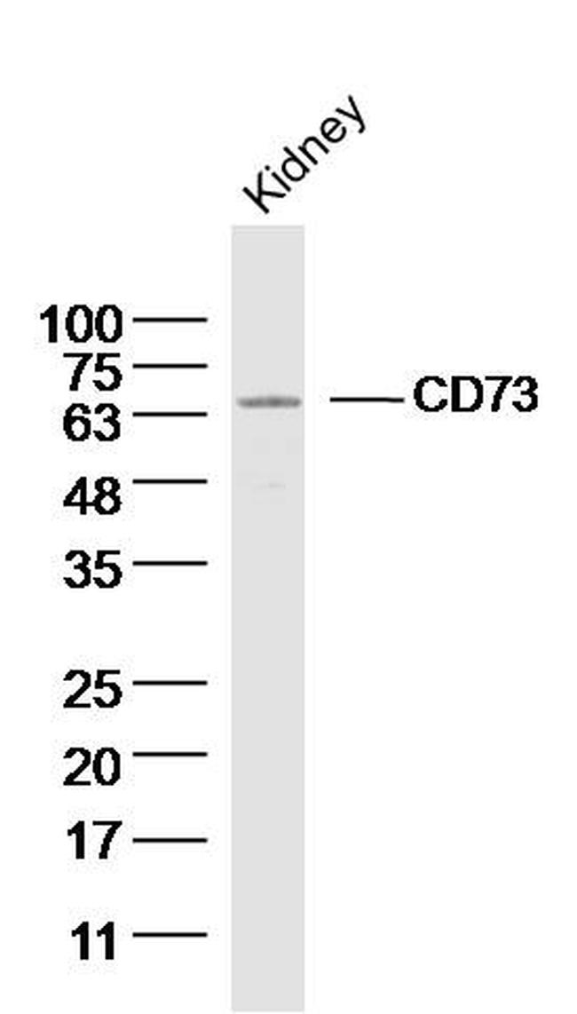 CD73 Antibody in Western Blot (WB)