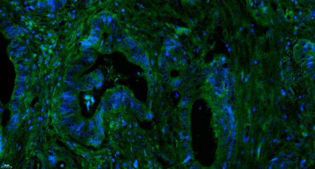 Complement C3d fragment Antibody in Immunohistochemistry (Paraffin) (IHC (P))