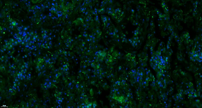 Complement C3d fragment Antibody in Immunohistochemistry (Paraffin) (IHC (P))