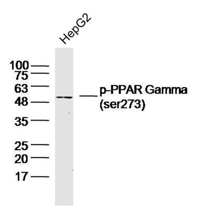 Phospho-PPAR Gamma (Ser273) Antibody in Western Blot (WB)