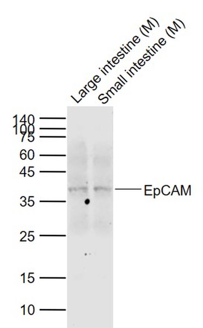 EpCAM Antibody in Western Blot (WB)