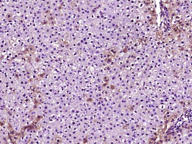 Apolipoprotein E Antibody in Immunohistochemistry (Paraffin) (IHC (P))