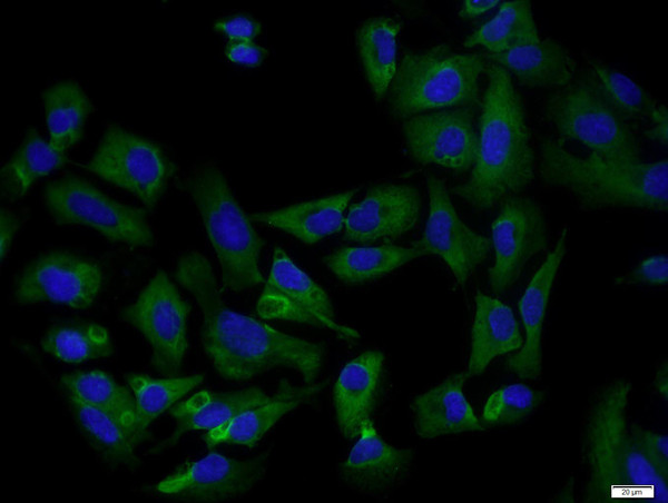 Osteocalcin Antibody in Immunocytochemistry (ICC/IF)