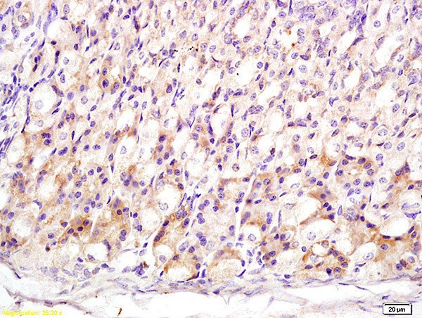 Metallothionein 3 Antibody in Immunohistochemistry (Paraffin) (IHC (P))