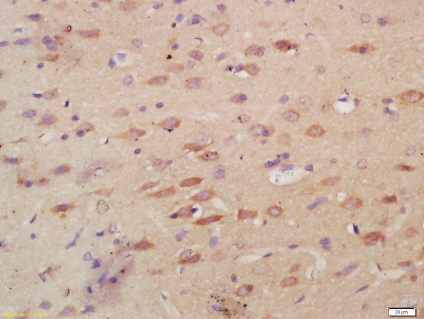 MPO Antibody in Immunohistochemistry (Paraffin) (IHC (P))