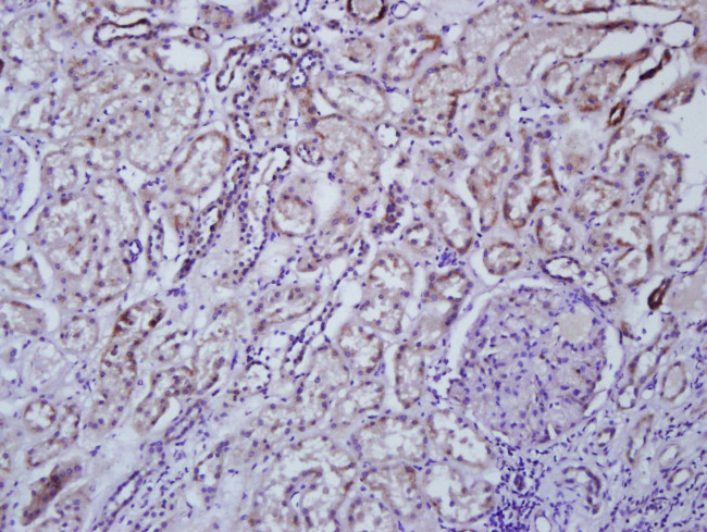 IL-1 Alpha Antibody in Immunohistochemistry (Paraffin) (IHC (P))