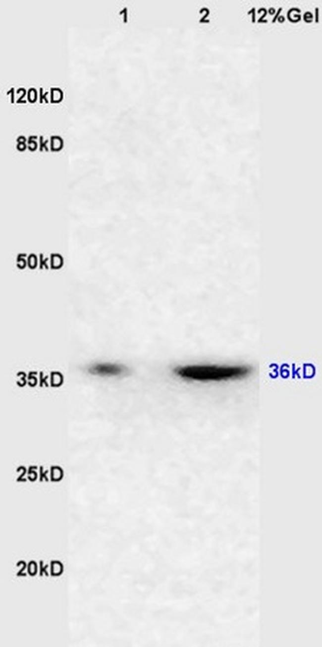 DcR2 Antibody in Western Blot (WB)