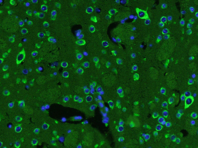 BDNF Antibody in Immunohistochemistry (Paraffin) (IHC (P))