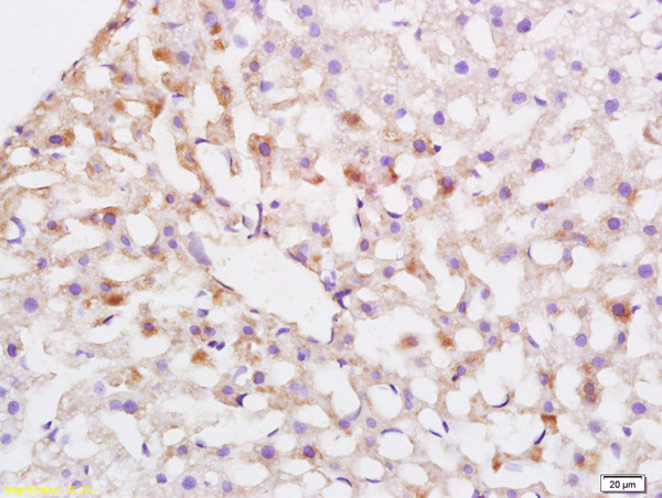 ABCG5 Antibody in Immunohistochemistry (Paraffin) (IHC (P))