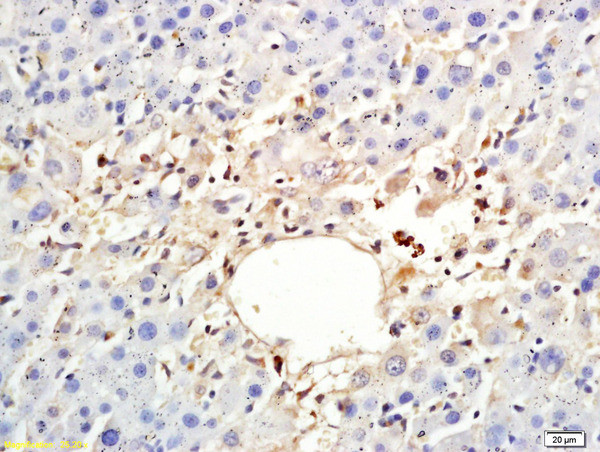 ARP4 Antibody in Immunohistochemistry (Paraffin) (IHC (P))