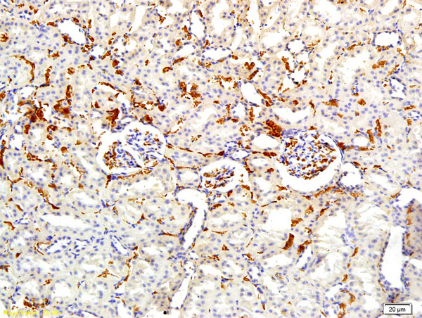 APOA2 Antibody in Immunohistochemistry (Paraffin) (IHC (P))