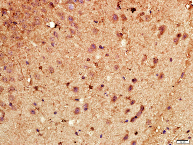 CYP46 Antibody in Immunohistochemistry (Paraffin) (IHC (P))