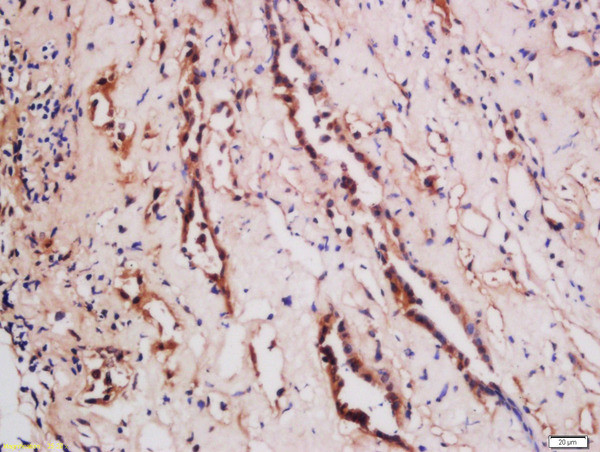 TNFSF15 Antibody in Immunohistochemistry (Paraffin) (IHC (P))