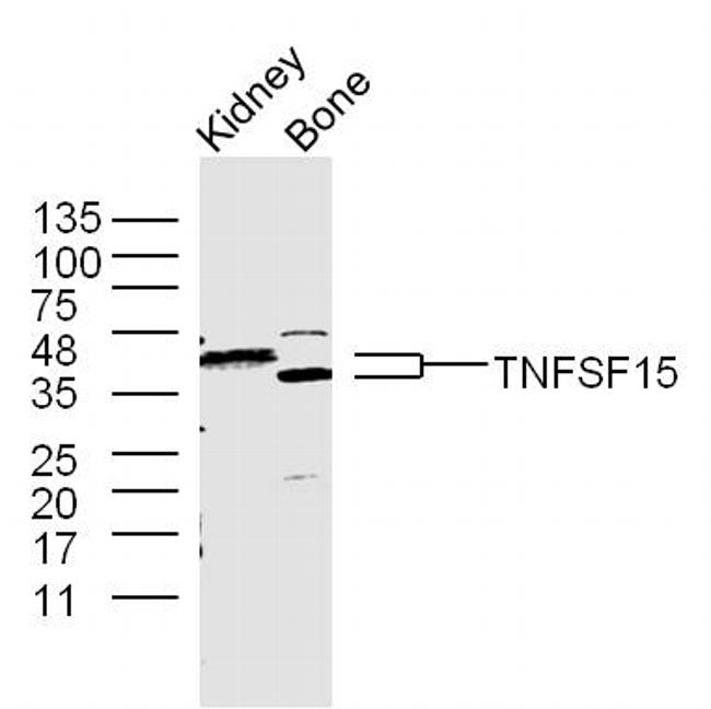 TNFSF15 Antibody in Western Blot (WB)