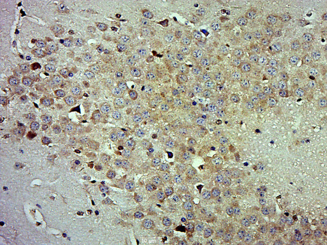 PON1 Antibody in Immunohistochemistry (Paraffin) (IHC (P))