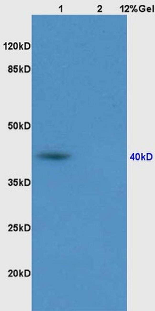 PON1 Antibody in Western Blot (WB)