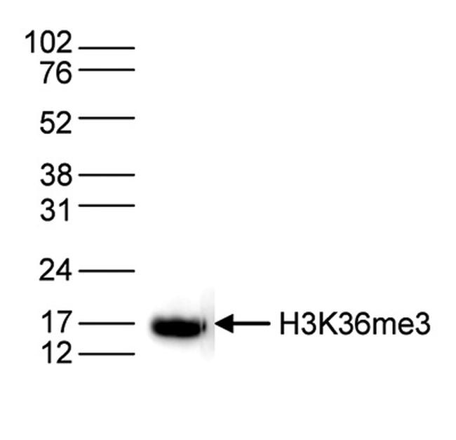 H3K36me3 Antibody in Western Blot (WB)