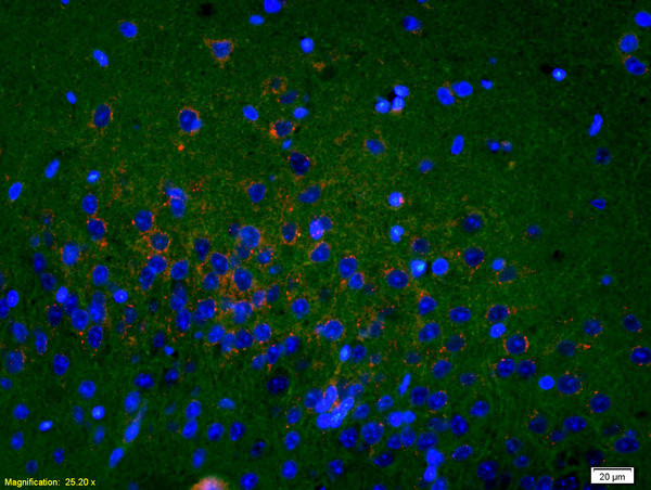 OPRS1 Antibody in Immunohistochemistry (Paraffin) (IHC (P))