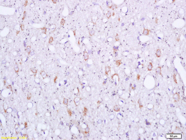 OPRS1 Antibody in Immunohistochemistry (Paraffin) (IHC (P))