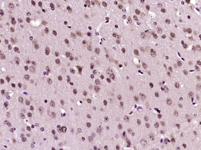 OPRS1 Antibody in Immunohistochemistry (Paraffin) (IHC (P))