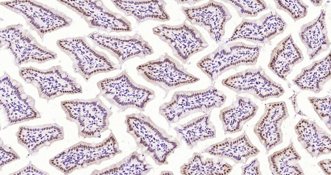 Elongin B Antibody in Immunohistochemistry (Paraffin) (IHC (P))