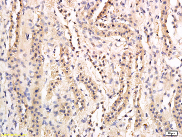 Phospho-AQP2 (Ser269) Antibody in Immunohistochemistry (Paraffin) (IHC (P))