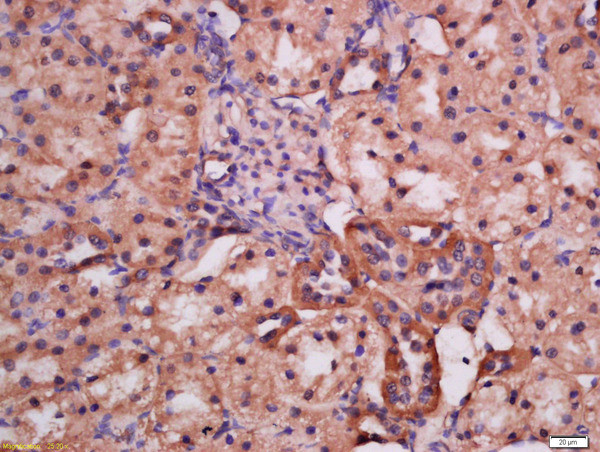 Phospho-ATG9A (Ser735) Antibody in Immunohistochemistry (Paraffin) (IHC (P))