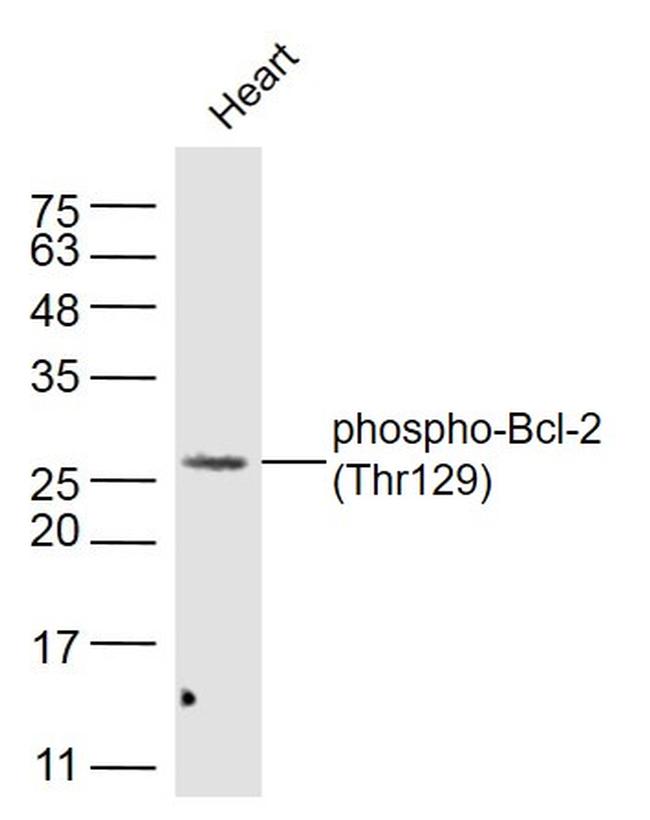 Phospho-Bcl-2Thr129 (Thr129) Antibody in Western Blot (WB)