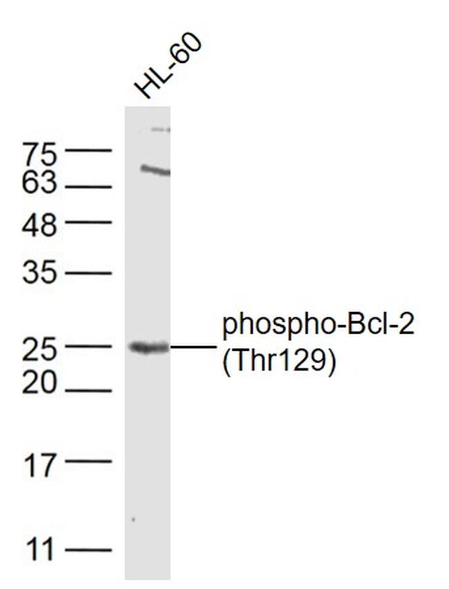 Phospho-Bcl-2Thr129 (Thr129) Antibody in Western Blot (WB)