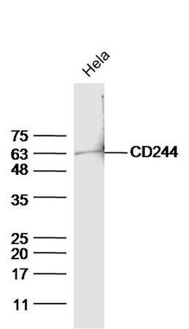 Phospho-CD244 (Tyr271) Antibody in Western Blot (WB)