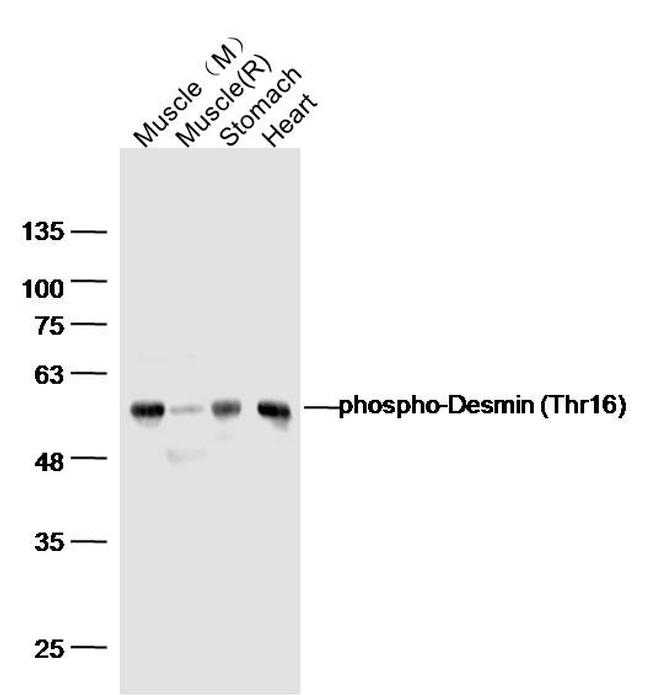 Phospho-Desmin (Thr17) Antibody in Western Blot (WB)