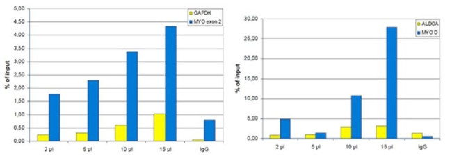 H3R17me2 Antibody in ChIP Assay (ChIP)