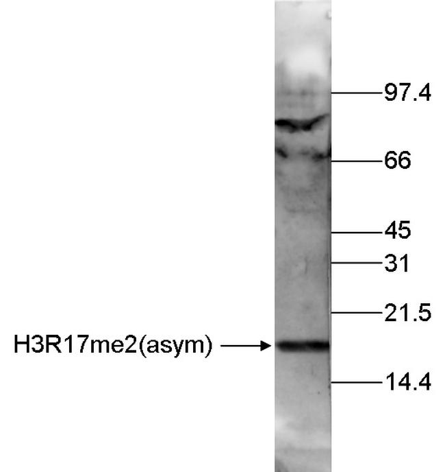 H3R17me2 Antibody in Western Blot (WB)