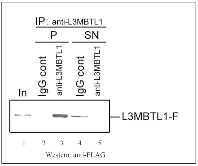 L3MBTL1 Antibody in Immunoprecipitation (IP)