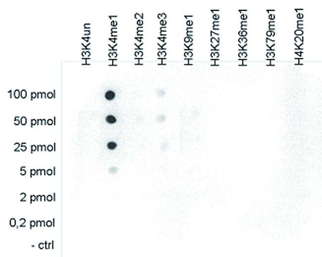 H3K4me1 Antibody in ELISA (ELISA)