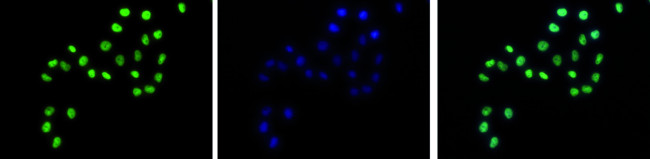 H3K4me1 Antibody in Immunocytochemistry (ICC/IF)