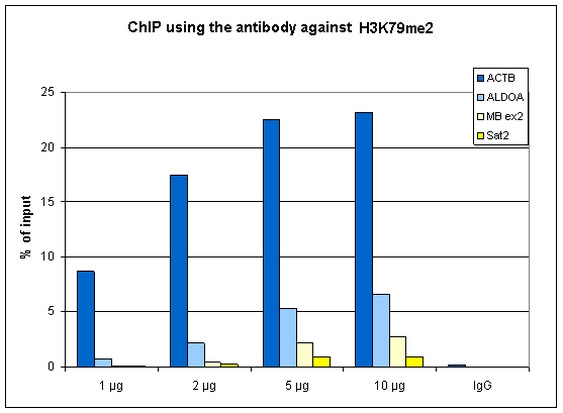 H3K79me2 Antibody in ChIP Assay (ChIP)