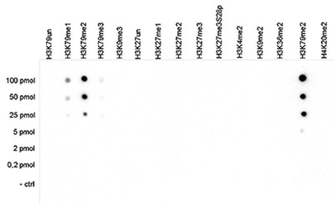 H3K79me2 Antibody in Dot Blot (DB)