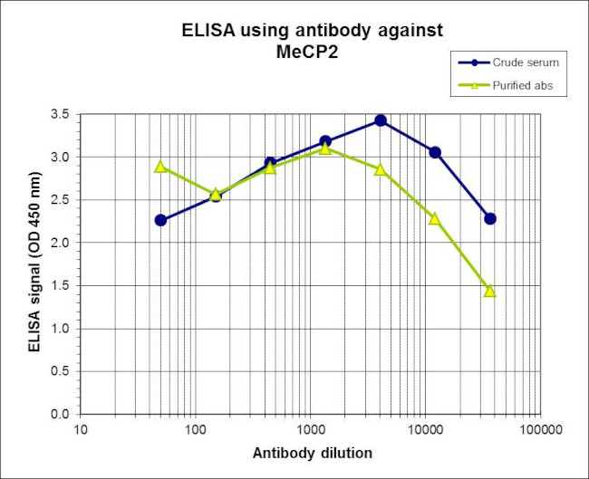MeCP2 Antibody in ELISA (ELISA)